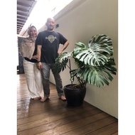 Giant Monstera Deliciosa + FREE Monstera Booster