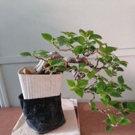 Bougainvillea bonsai plants