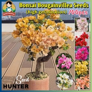 100pcs Mixed Color Rare Bougainvillea Seeds for Planting Flowers 矮三角梅种子 Fresh Potted Bougainvillea P