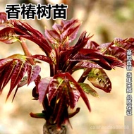 （热销）CHUANGSHIJI香椿树苖绿油香椿苗盆栽地栽南方北方种植食用香椿树苗红油香椿苗