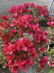 Rare!!! Rooted Bougainvillea Water Melon Kiss