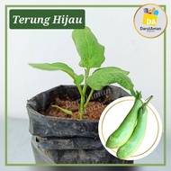 Anak Pokok Terung Hijau Thai