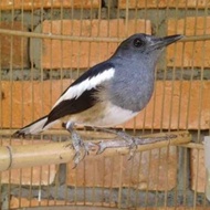 burung kacer betina siapan