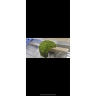 coconut triple cave ( java moss)