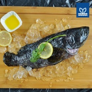 Prime Fresh -  Fresh Hybrid Grouper 龙虎斑 (Pearl Grouper) - Whole