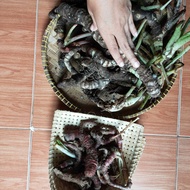 bonggol alocasia Bisma &amp; watsoniana