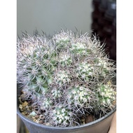 Kaktus sebenar Cactus Eriosyce bulbocalyxi（2/5）逆豹丸群仙人球仙人掌