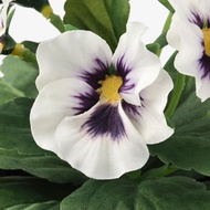 「Ready Stock」IKEA FEJKA Artificial Potted Plant In/outdoor Pansy sNwk
