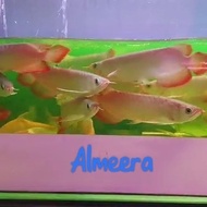 Arwana Arowana Super Red Blood &amp; Chili Red