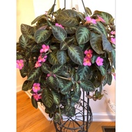 Episcia Bunga Pink Pasu kecil