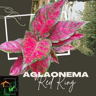 Aglaonema Red King Live Plants