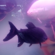 ikan hias black pacu / bawal hitam tankmate predator size 20-25