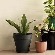 銀后虎尾蘭中型植栽