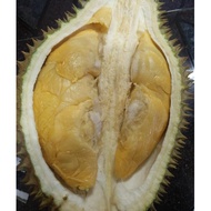 Anak Pokok Durian Dato Nina D2