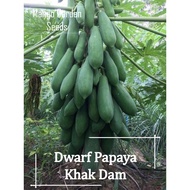 Khak Dam Dwarf Papaya Seeds - 30 Seed *Pot Friendly* Jenis Renek, Pendek, Short Papaya, Buah Banyak 