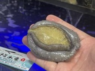 【禧福水產】獨家進口冰鮮南非活鮑魚/真鮑魚◇$特價130元/80g±10%◇最低價日本料理居酒屋燒烤火鍋餐廳中秋節無菜單