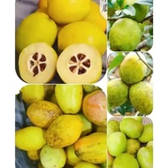 Song Mukawa​ Or​ Chinese Papaya Quince Results​ Fresh Ball Size 1kg Mawa Fruit Sour