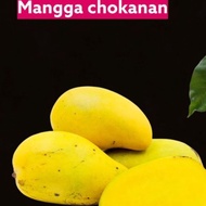 Anak pokok mangga hybrid chokanan