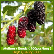 100Seeds/pack Good Quality Dwarf Mulberry Seeds for Planting Sweet Fruits Seeds