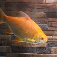 Ikan Kaviat Albino Mata Merah Jumbo +-20 cm