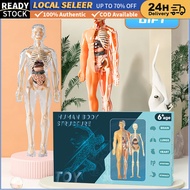 3D Medical Skeleton Model Removable Parts Human Body Science Classroom Demonstration human torso mod