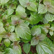 有機香葉 紫蘇葉 食用/藥用 Organic Plant