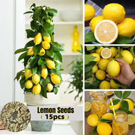 100% Original 15seeds Bonsai Lemon Seeds for Planting Fresh Fruit Seeds Fruit Plants Seeds Lemon Tre