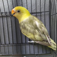 Burung Lovebird PB | Lakbet PB | ParBlue