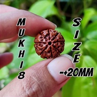 Rudraksha Jenitri Mukhi Atau Garis 8 Mukhi 8 Size -+20mm