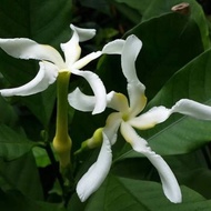 °Anak Pokok Bunga Berbau Wangi°Cempaka Wali , cempaka Telur , cempaka Keling , YTT , Akar Dani ,    