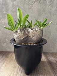 惠比須笑 多肉植物 塊根 盆栽 仙人掌