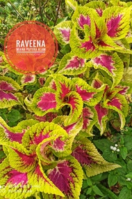 Miana Id Raveena Miana Super Premium Tanaman hias /coleus/iler/jawe ko