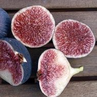 Figs ต้นมะเดื่อฝรั่ง พันธุ์ Dauphine (ดอร์ฟิน) อร่อย หวาน หอมมากๆ ต้นสมบูรณ์มาก รากแน่นๆ จัดส่งพร้อม