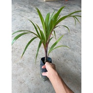 Hyophorbe Lagenicaulis (Bottle Palm)/ Palm Tree