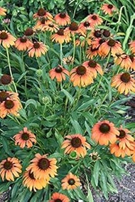 Echinacea Mandarin Flower Seeds Pack of 50: Package Contain Seeds