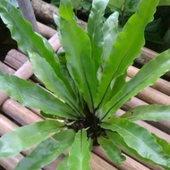tanaman hias gantung kadaka - tanaman hias gantung kadaka