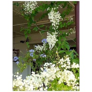 Anak Pokok Bunga Porana Volubilis / Pokok Bunga Putih Menjalar