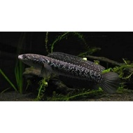 Asiatica Ws Pure 5-7cm