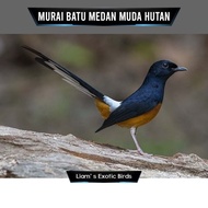 Burung Murai Batu Medan Muda Hutan Jantan Ekor Panjang