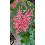 pokok keladi/ caladium/pink/askar/thailand/merah/putih/