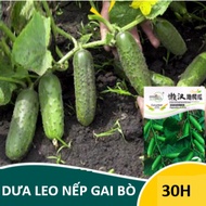 Cucumber Seeds (30H)
