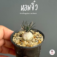 หอมจิ๋ว ออร์นิโทกาลัม ซาร์ดินิอาย Ornithogalum sardienii ไม้อวบน้ำ กุหลาบหิน Cactus&amp;Succulent หลากหลายสายพันธุ์