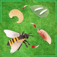 [Sharprepublic2] Bee Animal Life Cycle Animal Growth Cycle Set Teaching Tools Realistic