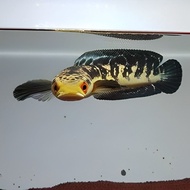 channa maru riau size 5-7cm