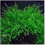 Java Moss (Taxiphyllum barieri) Aquarium Plant