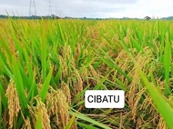 Benih bibit padi cibatu