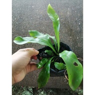 anak pokok paku langsuir
