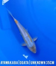 Ikan Koi Import - Ayawakaba - 35Bu - Ogata Koi Farm - Hq Sucirahma776