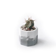 (現貨) 墨黑系列 | 般若 小八角形雙色水泥仙人掌植栽