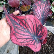 tanaman hias Caladium Red Stone